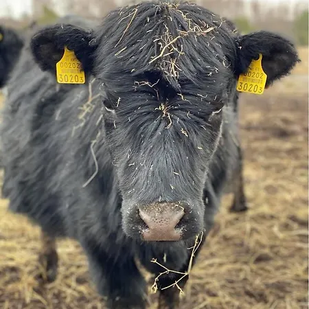 Saunahouse And Outdoor Kitchen At Matsalu Nature Park Сasa de vacaciones