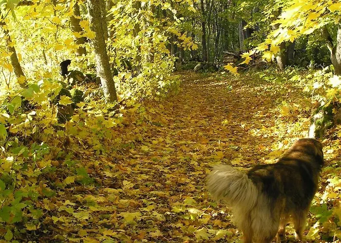 Saunahouse And Outdoor Kitchen At Matsalu Nature Park Hébergement de vacances Puise